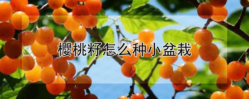 樱桃籽怎么种小盆栽（樱桃籽怎么种小盆栽好）