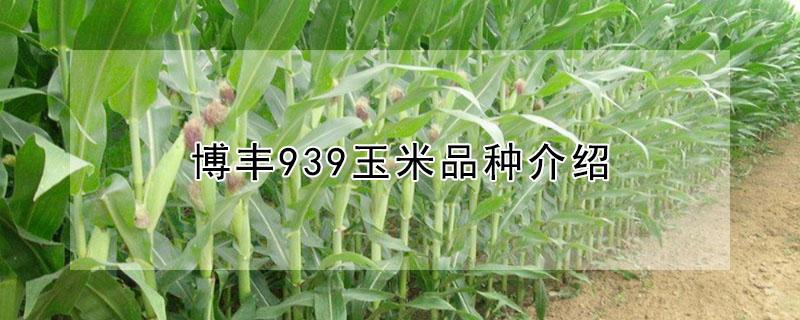 博丰939玉米品种介绍（博丰598玉米种子）