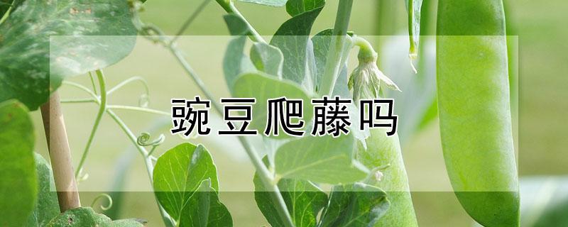 豌豆爬藤吗 豌豆会爬藤吗