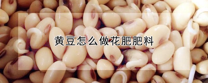 黄豆怎么做花肥肥料（黄豆怎样做花肥）