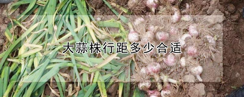 大蒜株行距多少合适（大蒜株行距多少合适种植）