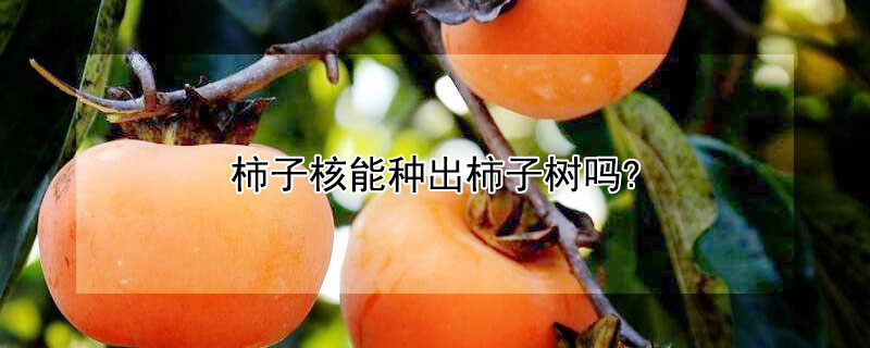 柿子核能种出柿子树吗? 柿子子种的树能结柿子吗
