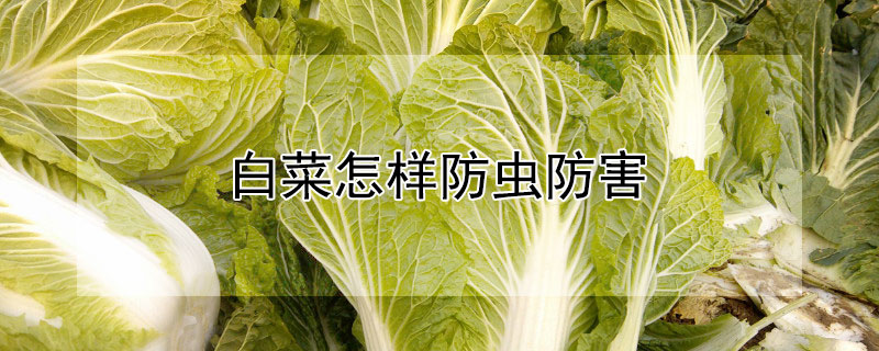 白菜怎样防虫防害 白菜防虫的无害方法