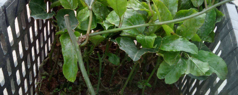 百香果扦插多久生根 百香果插枝多久生根