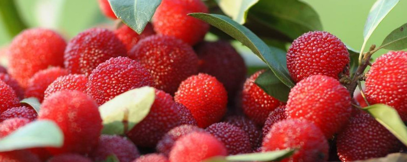 杨梅种植条件 杨梅种植条件和区域