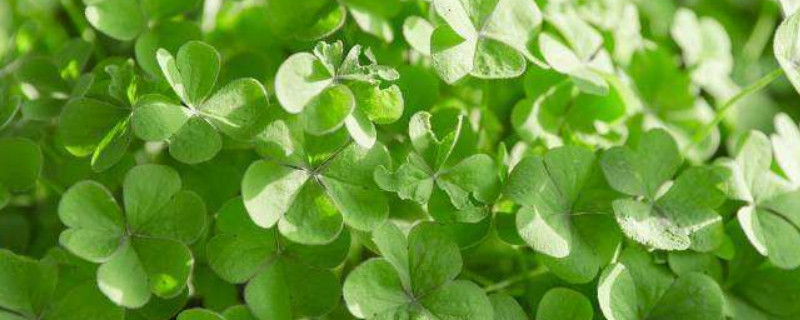 人工种植苜蓿草方法 苜蓿草 人工种植