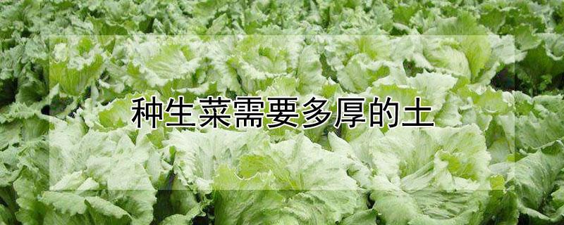 种生菜需要多厚的土（生菜种植需要多厚的土壤）