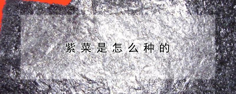 紫菜是怎么种的 紫菜怎么生长的?