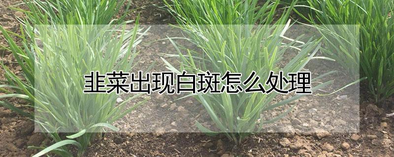 韭菜出现白斑怎么处理 韭菜出现白斑怎么处理 白醋