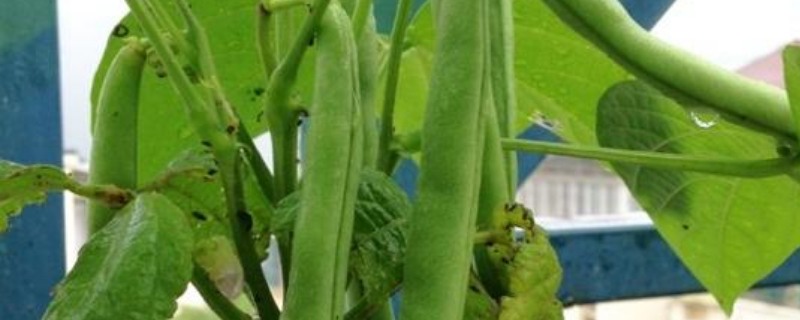 四季豆叶子卷怎么回事（豆类叶子卷是什么原因）