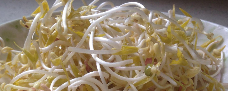 豆芽有几种 豆芽有几种种类