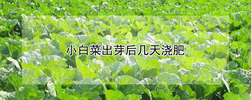小白菜出芽后几天浇肥 小白菜发芽后几天施肥