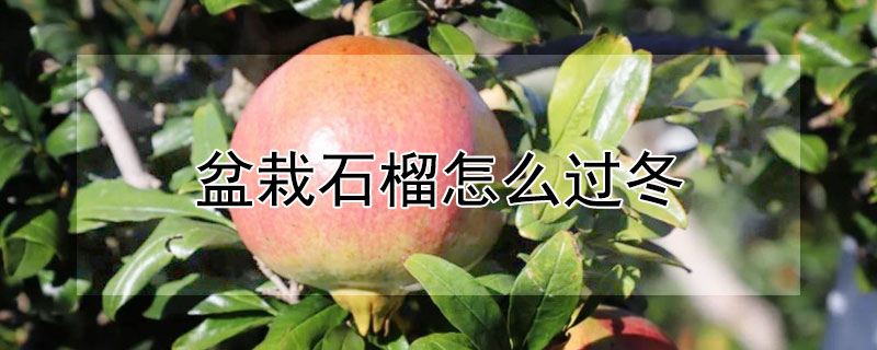 盆栽石榴怎么过冬（盆栽石榴怎么过冬天）