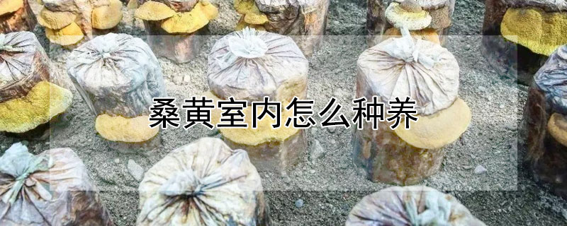 桑黄室内怎么种养 桑黄室内怎么种养殖