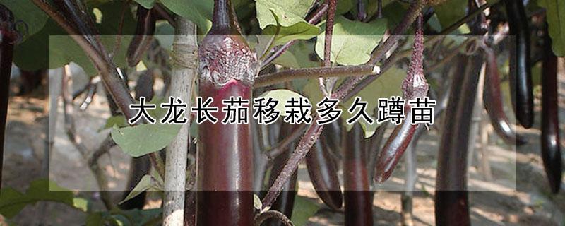 大龙长茄移栽多久蹲苗 大龙长茄移栽多久蹲苗合适