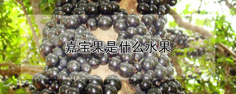 嘉宝果是什么水果 嘉宝果是什么水果是酸