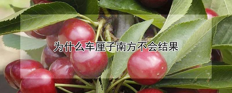 为什么车厘子南方不会结果（车厘子在南方能结果吗）