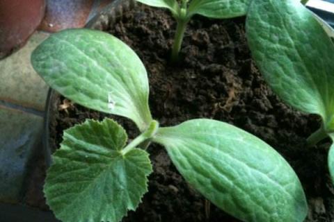 葫芦苗叶子蔫了咋办