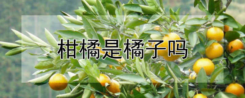 柑橘是橘子吗（红美人柑橘是橘子吗）