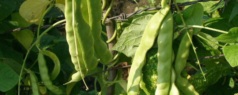 豆角需要打顶摘心吗（豆角需要打顶和剪枝吗）