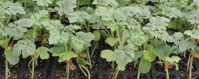 西瓜育苗技术与管理方法 西瓜育苗技术与管理方法图片