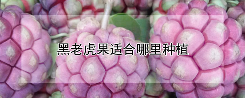 黑老虎果适合哪里种植 黑老虎果的种植条件