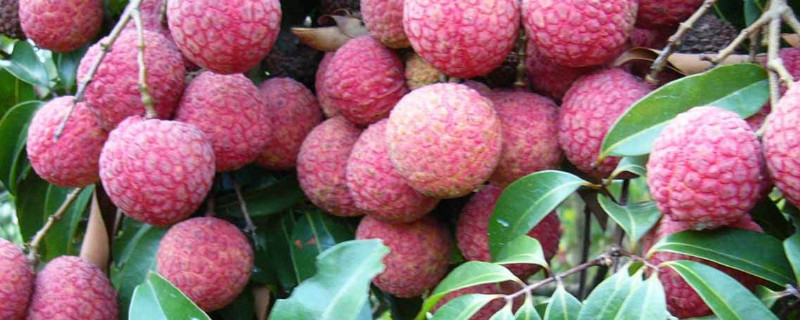 荔枝开花后怎样管理 荔枝开花后怎样管理才好