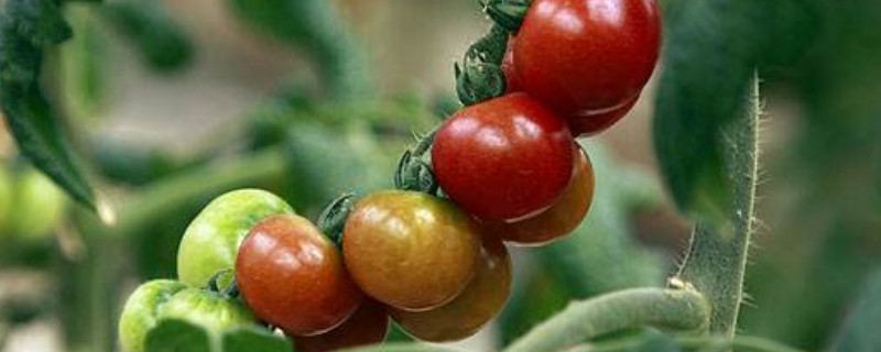 西红柿定植使用什么化肥（西红柿定植使用什么化肥好）