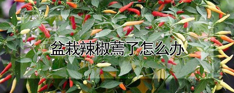 盆栽辣椒蔫了怎么办 辣椒盆栽叶子蔫了