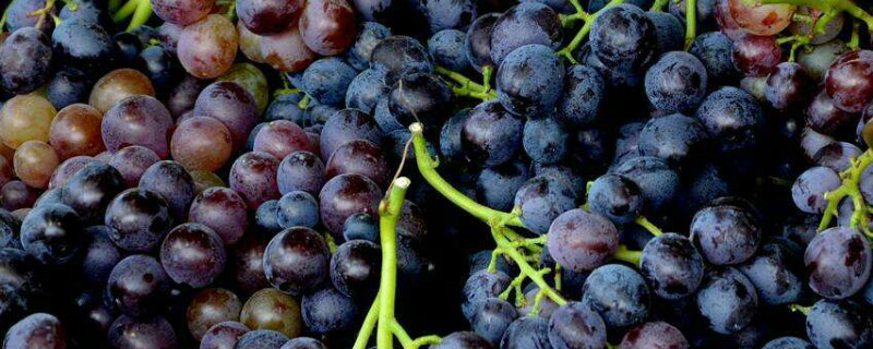 玫瑰香葡萄几月成熟（玫瑰香葡萄几月份成熟）