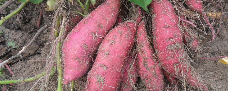 红薯怎么催芽 红薯怎么催芽吗