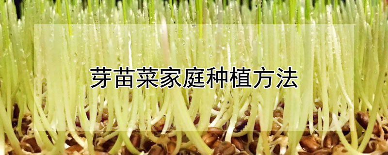 芽苗菜家庭种植方法（芽苗菜家庭种植方法视频）