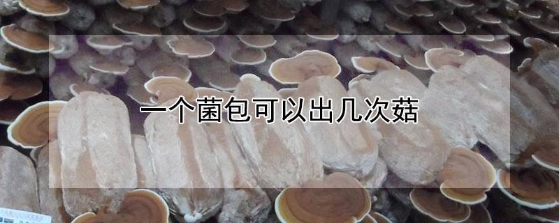 一个菌包可以出几次菇（菌包怎样二次出菇）