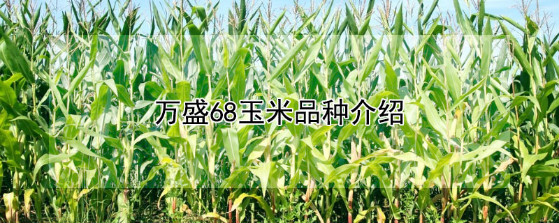 万盛68玉米品种介绍 万盛68玉米品种介绍 新闻