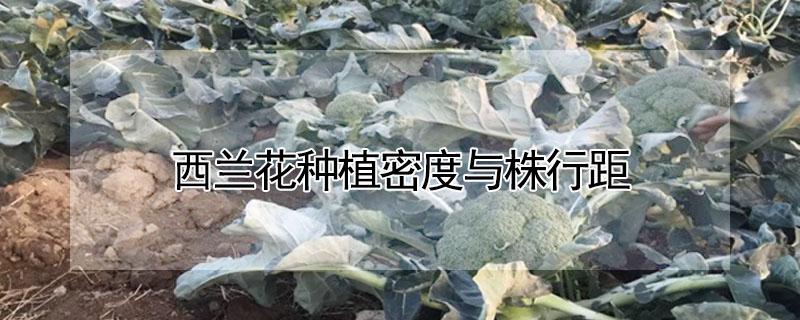 西兰花种植密度与株行距 西兰花种植行株距离多少