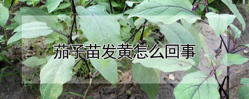 茄子苗发黄怎么回事（茄子苗变黄是怎么了）