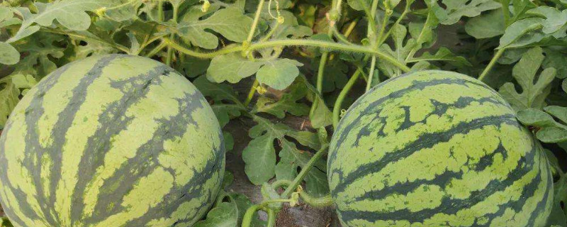 西瓜苗根部腐烂为什么 西瓜苗根部腐烂为什么会死