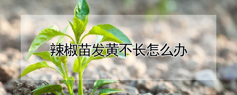 辣椒苗发黄不长怎么办 辣椒苗发黄不长怎么办视频