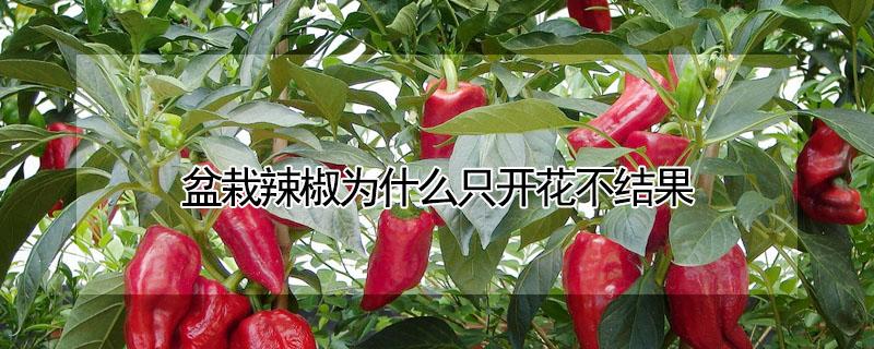 盆栽辣椒为什么只开花不结果 为什么种的辣椒开花不结果