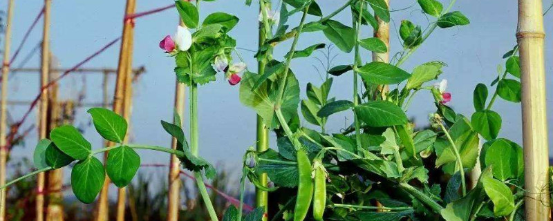 春天能种豌豆吗 春天可以种豌豆苗吗