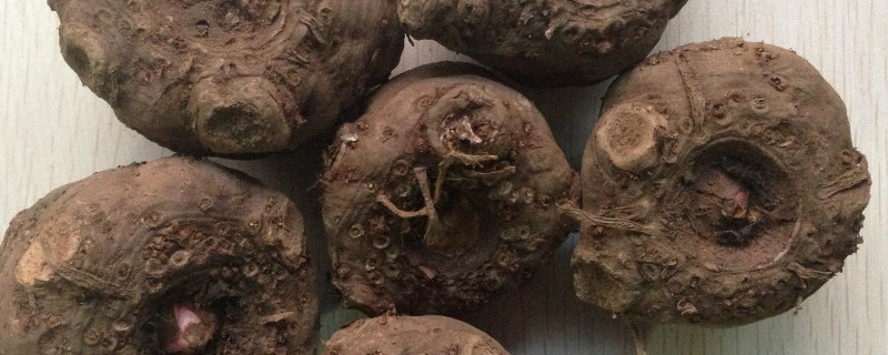 魔芋怎么种植（魔芋怎么种植在哪里可以学技术）