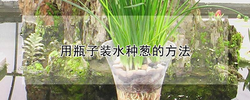 用瓶子装水种葱的方法 用瓶子装水种葱的方法视频