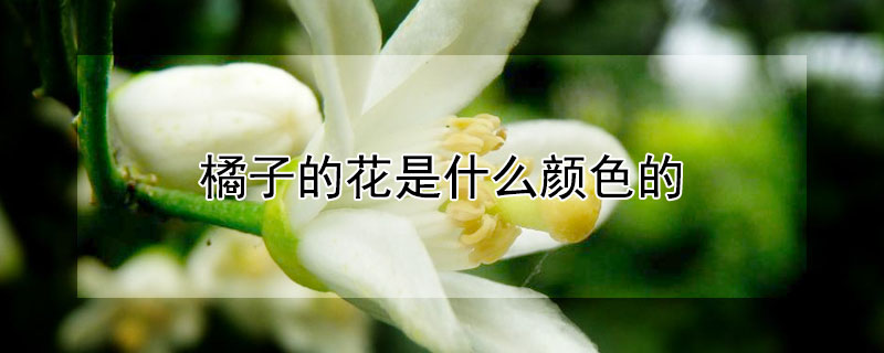 橘子的花是什么颜色的 菊花是什么颜色的花