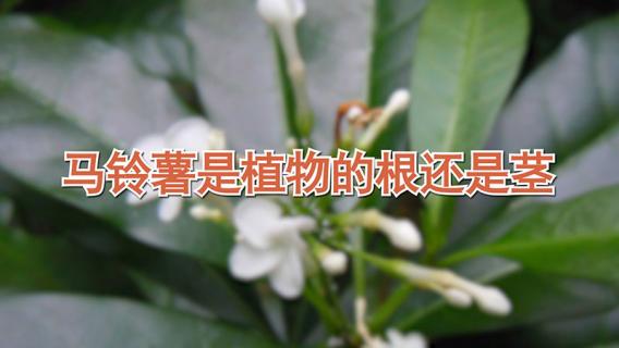 马铃薯是根还是茎 马铃薯是根还是茎还是叶