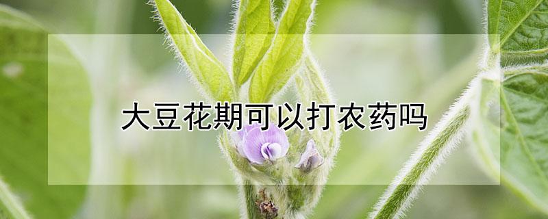 大豆花期可以打农药吗 大豆开花期能打杀虫药吗