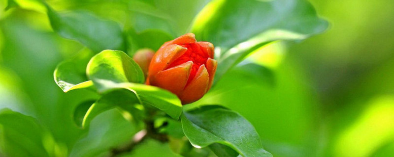 石榴树干枯怎么补救 石榴树干枯了怎么办