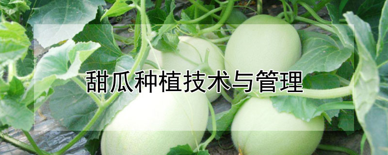 甜瓜种植技术与管理（绿宝甜瓜种植技术与管理）