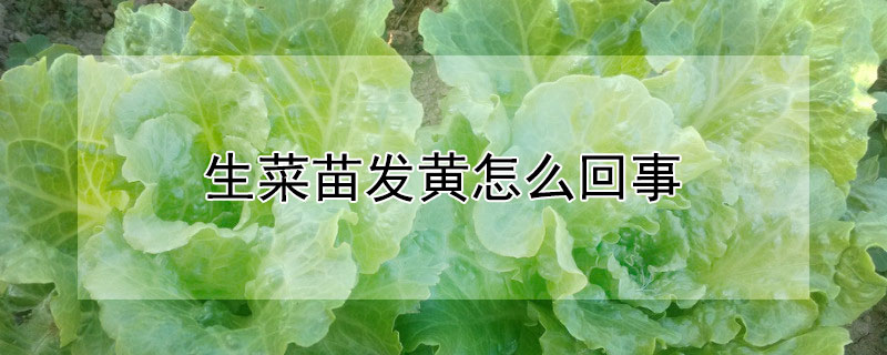生菜苗发黄怎么回事 生菜苗发黄怎么回事图片