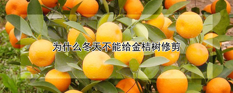 为什么冬天不能给金桔树修剪（金桔树冬天可以修剪吗）
