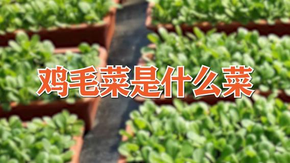 鸡毛菜属于什么菜 鸡毛菜属于什么菜品